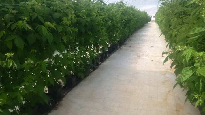 Cultivo e colheita de Framboesas no Algarve Multitempo.jpg